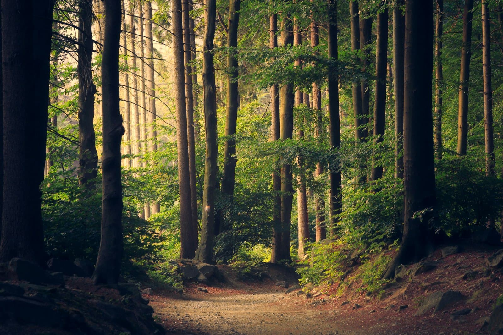 Sunlight filtering through a calm forest — a reflection of the grounded, restorative care at Fort Lee Therapy